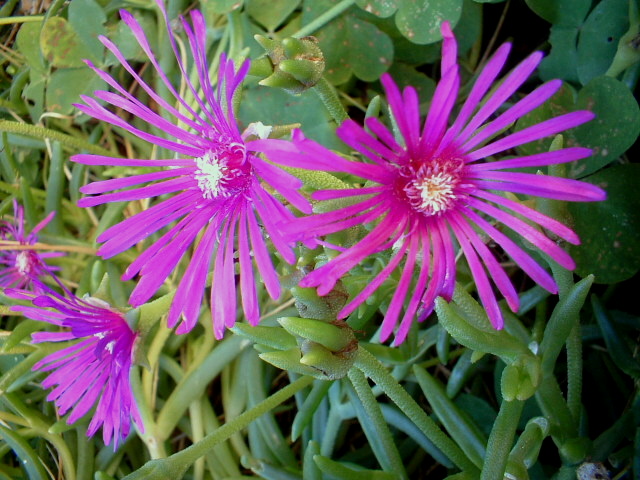 Delosperma cooperii / Erba cristallina di Cooper